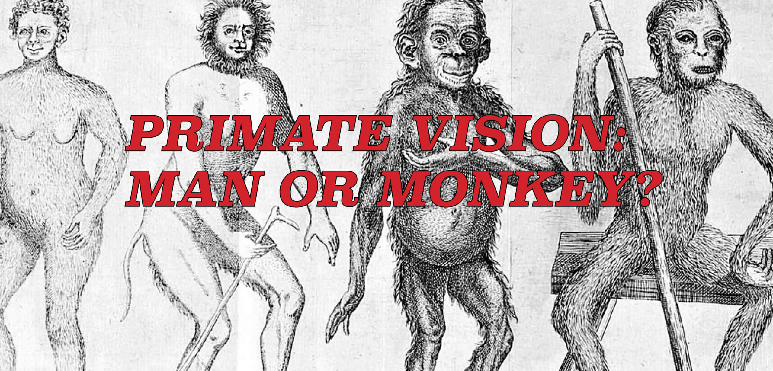 PRIMATE VISION: MAN OR MONKEY?